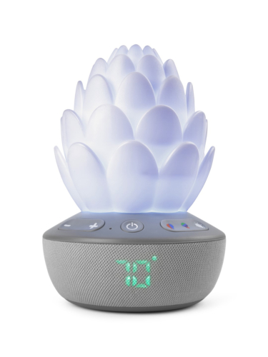 קקטוס מרגיע בכי